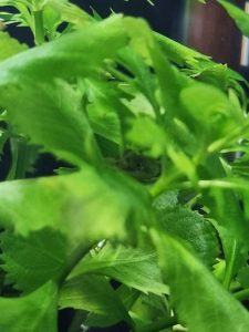 Freshwater puffer fish