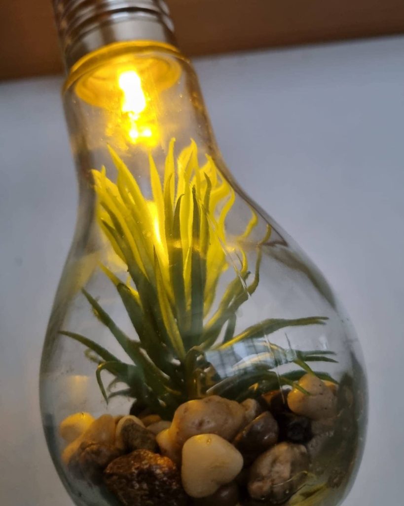 Ideas for terrariums