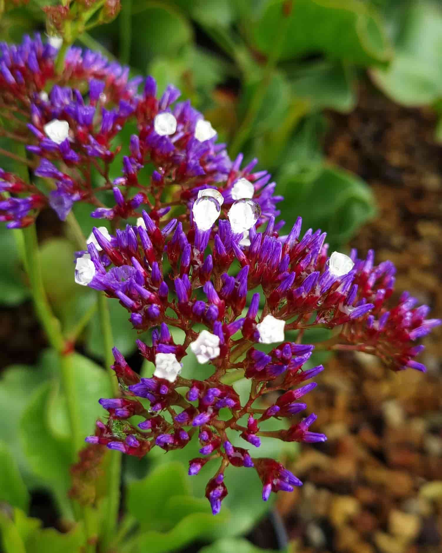 Perez sea lavender plant