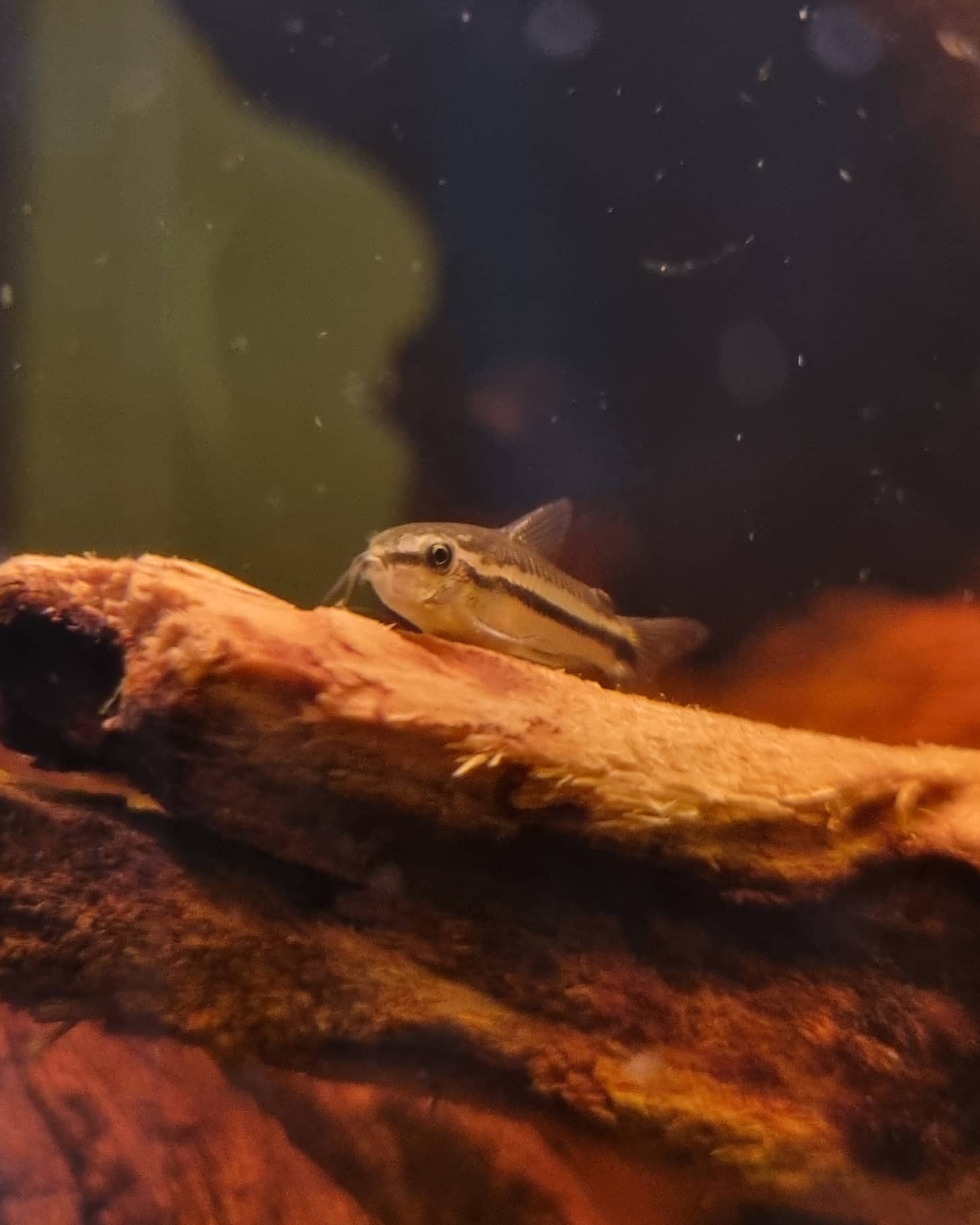 Pygmy corydoras