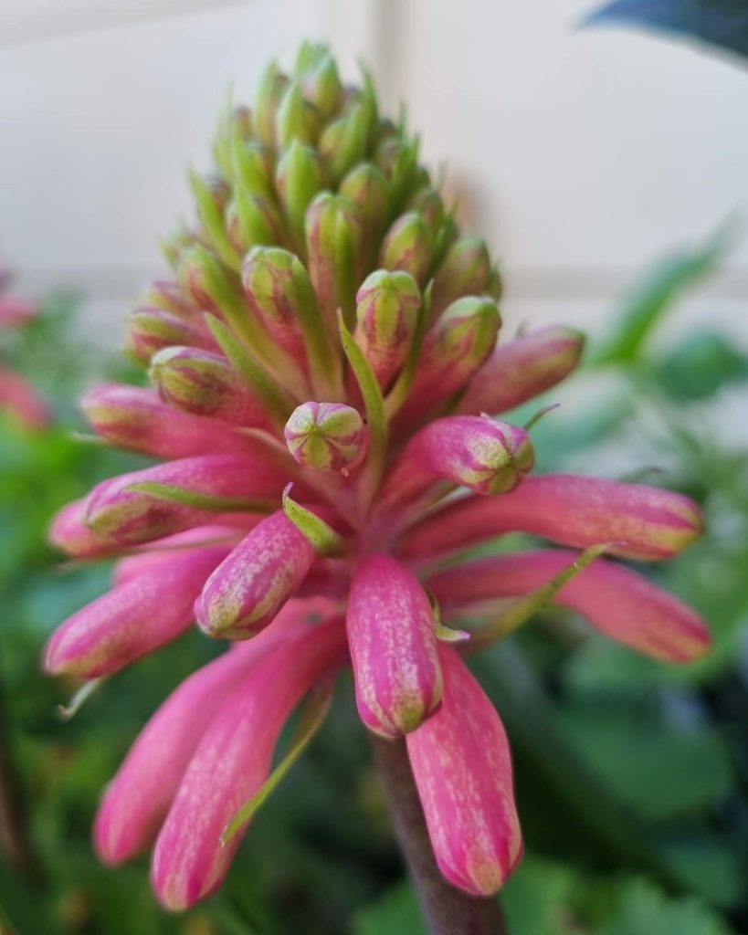 Veltheimia bracteata