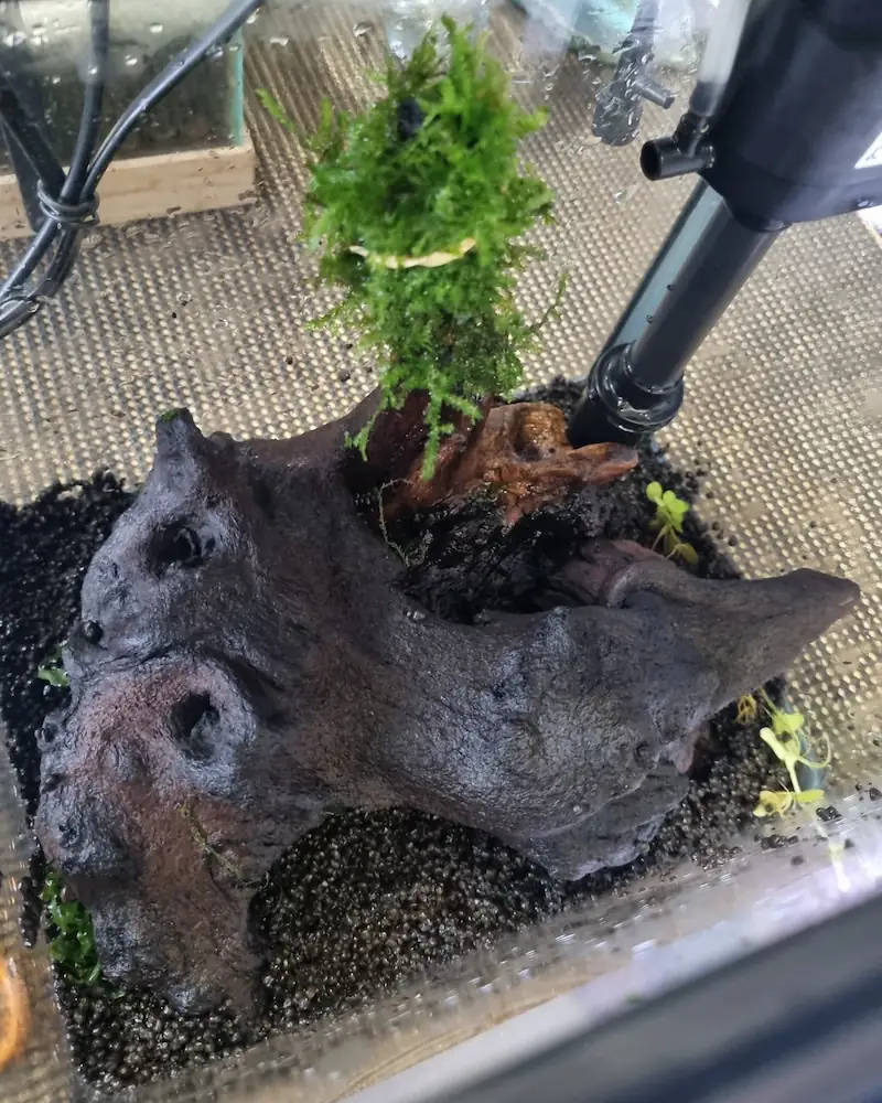 Setting up your fish tank and cycling it