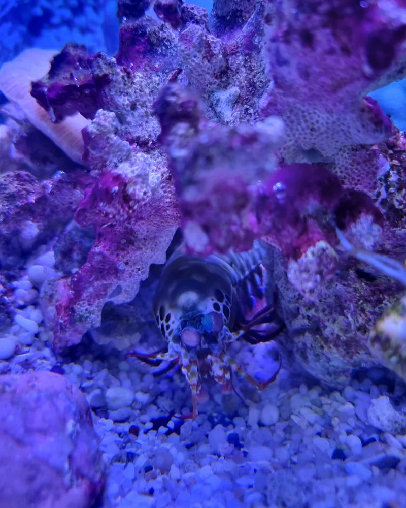 Mantis shrimp at aquarium