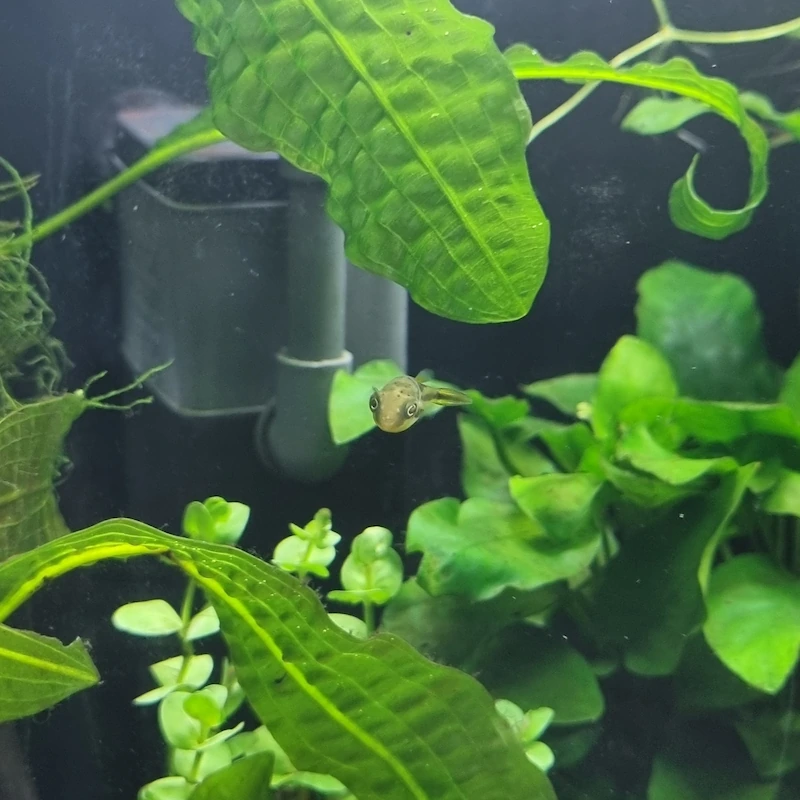 Fish tank cycle methods